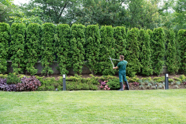 Best Weed Control  in Ames, IA