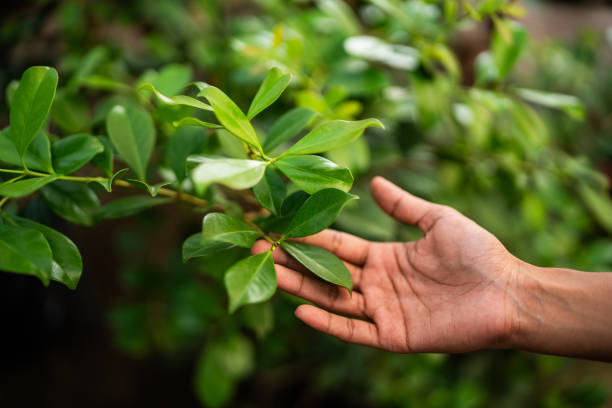Best Tree Health Inspection  in Ames, IA