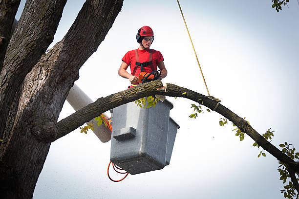 Best Tree Risk Assessment  in Ames, IA